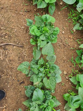 원주연님의 기타작물 · 병해충상담 작성글 사진