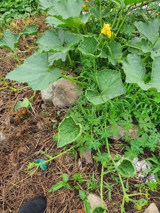 원주연님의 기타작물 · 병해충상담 작성글 사진