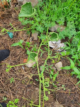 원주연님의 기타작물 · 병해충상담 작성글 사진