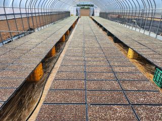 참깨15379님의 배추 · 영농일지 작성글 사진