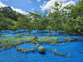 김영옥님의 자유주제 · 자유게시판 작성글 사진