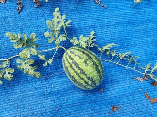 김영옥님의 자유주제 · 자유게시판 작성글 사진