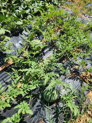 김영옥님의 자유주제 · 자유게시판 작성글 사진