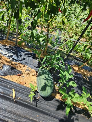 김영옥님의 자유주제 · 자유게시판 작성글 사진