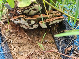 김영옥님의 자유주제 · 자유게시판 작성글 사진