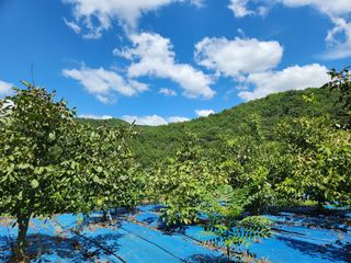 김영옥님의 자유주제 · 자유게시판 작성글 사진