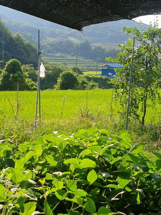 허굴산농장님의 자유주제 · 자유게시판 작성글 사진