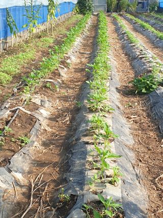 허굴산농장님의 자유주제 · 자유게시판 작성글 사진