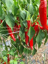 팜모닝 자유주제·자유게시판 게시글 이미지