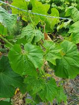 팜모닝 자유주제·자유게시판 게시글 이미지