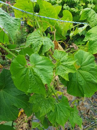 평강님의 자유주제 · 자유게시판 작성글 사진