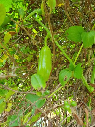 평강님의 자유주제 · 자유게시판 작성글 사진