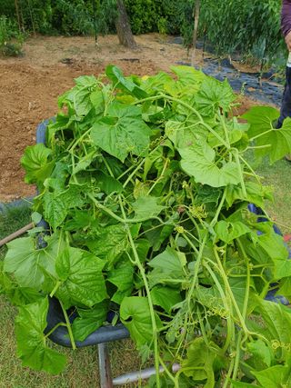 평강님의 자유주제 · 자유게시판 작성글 사진