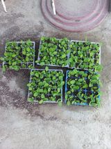 팜모닝 배추·영농일지 게시글 이미지