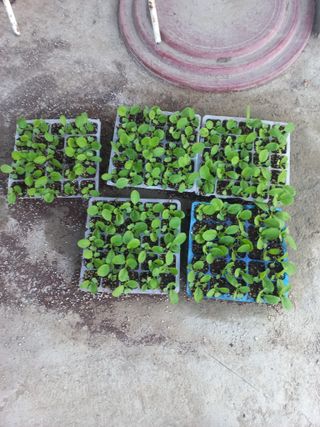 중딩농부정성엽님의 배추 · 영농일지 작성글 사진