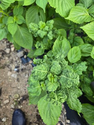 공근좋은인연님의 👍팜이웃 칭찬해요! · 참여글 작성글 사진