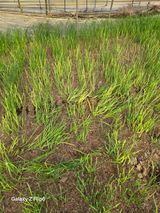 팜모닝 농사, 무엇이든 물어보세요!·참여글 게시글 이미지