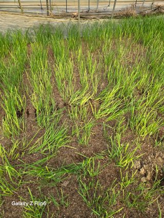 이일두님의 농사, 무엇이든 물어보세요! · 참여글 작성글 사진