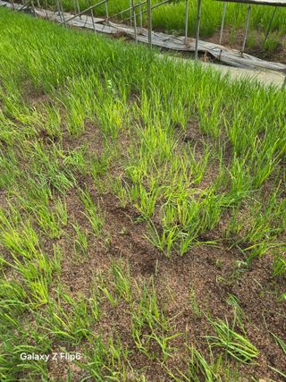 이일두님의 농사, 무엇이든 물어보세요! · 참여글 작성글 사진