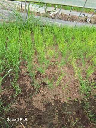 이일두님의 농사, 무엇이든 물어보세요! · 참여글 작성글 사진