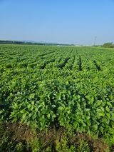 팜모닝 콩·영농일지 게시글 이미지