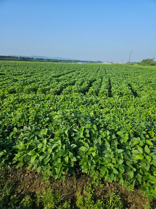 귀농 님의 콩 · 영농일지 작성글 사진