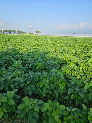 귀농 님의 콩 · 영농일지 작성글 사진