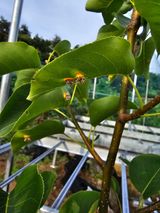 팜모닝 배·병해충상담 게시글 이미지