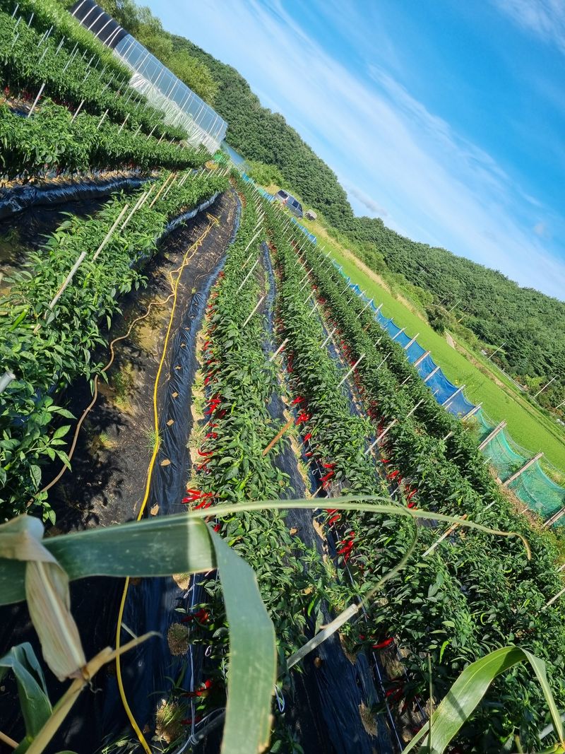 장터 상품 [고추] 썸네일