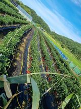 팜모닝 · 게시글 이미지