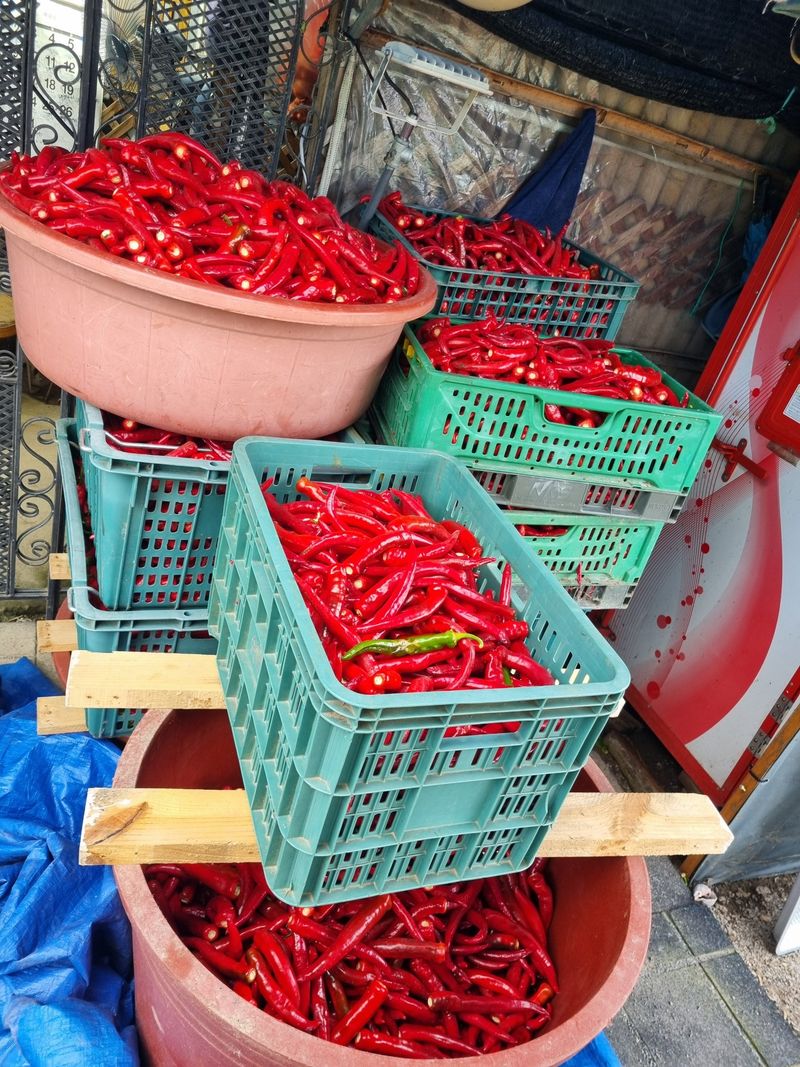 서안순님의 장터 판매 상품 [고추] 첨부 사진