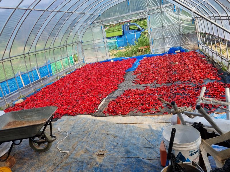 서안순님의 장터 판매 상품 [고추] 첨부 사진