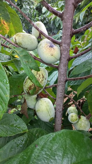 포포나무=항암나무님의 자유주제 · 자유게시판 작성글 사진