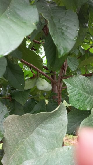 포포나무=항암나무님의 자유주제 · 자유게시판 작성글 사진