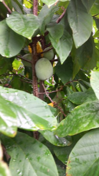 포포나무=항암나무님의 자유주제 · 자유게시판 작성글 사진