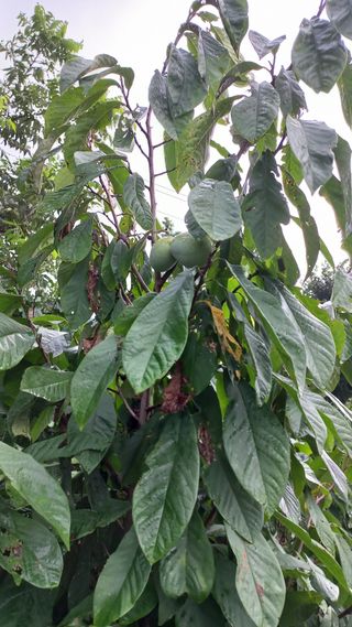 포포나무=항암나무님의 자유주제 · 자유게시판 작성글 사진