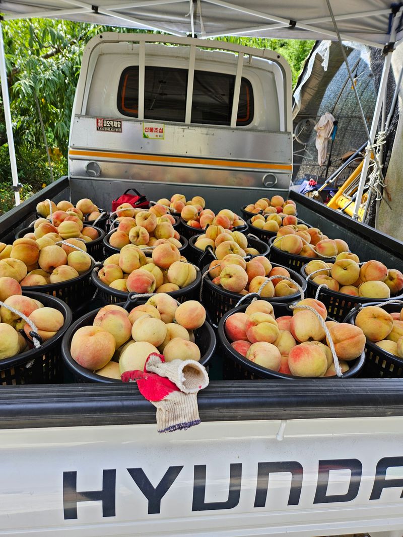 장터 상품 [복숭아 4kg] 썸네일