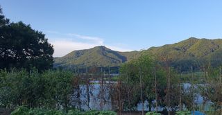 홍정기 님의 토마토 · 병해충상담 작성글 사진