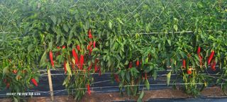 이동훈님의 고추 · 영농일지 작성글 사진