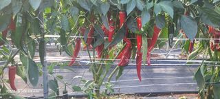 이동훈님의 고추 · 영농일지 작성글 사진