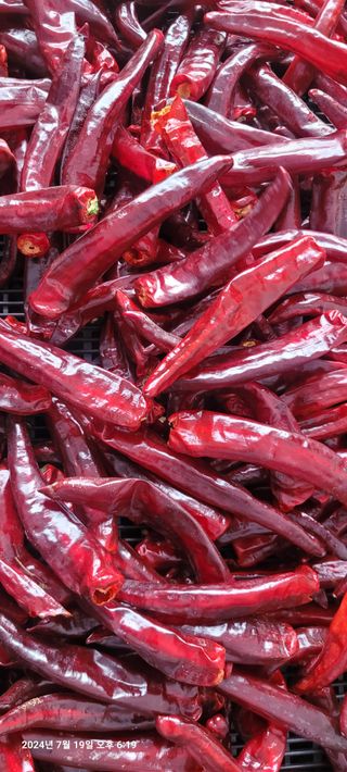 이동훈님의 고추 · 영농일지 작성글 사진