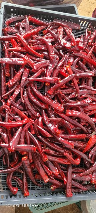 이동훈님의 고추 · 영농일지 작성글 사진