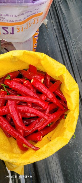 이동훈님의 고추 · 영농일지 작성글 사진