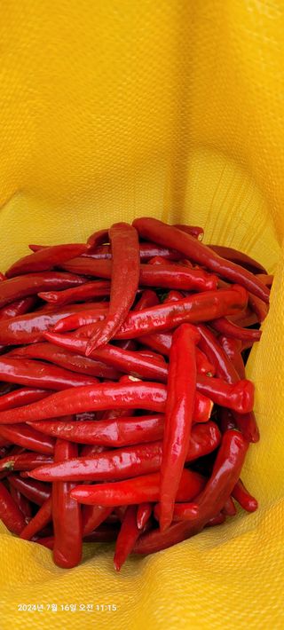 이동훈님의 고추 · 영농일지 작성글 사진