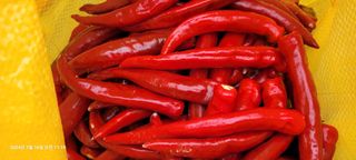 이동훈님의 고추 · 영농일지 작성글 사진