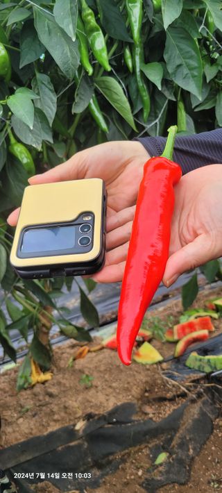 이동훈님의 고추 · 영농일지 작성글 사진