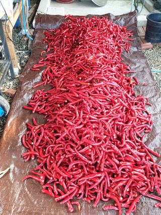 샤이니바다님의 고추 · 영농일지 작성글 사진