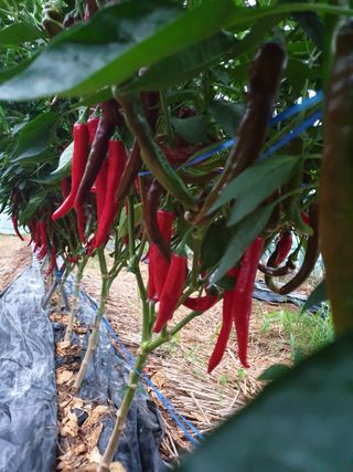 샤이니바다님의 고추 · 영농일지 작성글 사진