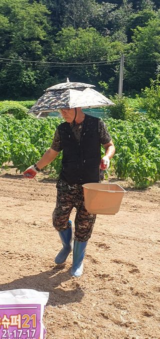마늘7336님의 배추 · 영농일지 작성글 사진