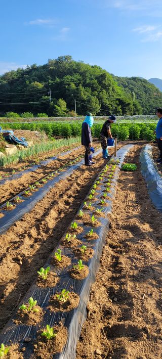 마늘7336님의 배추 · 영농일지 작성글 사진